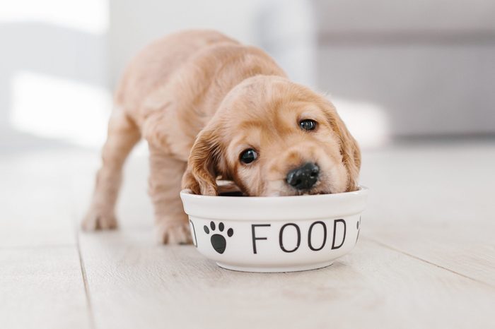 English cocker spaniel puppy eating dog food from ceramic bowl