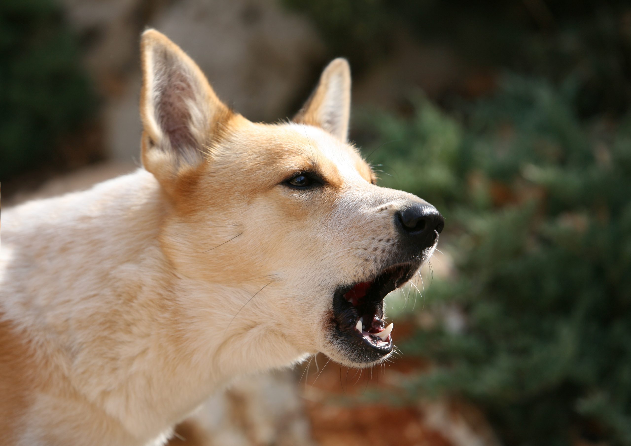 How to Stop Your Dog from Barking—Without Yelling
