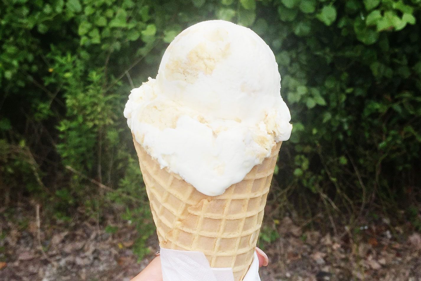 A hand holds an ice cream cone in a waffle cone, against a background of green foliage and ground cover.
