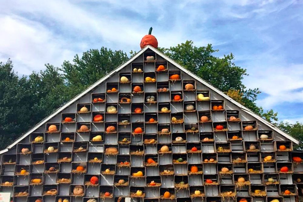 arthur, illinois. the great pumpkin patch