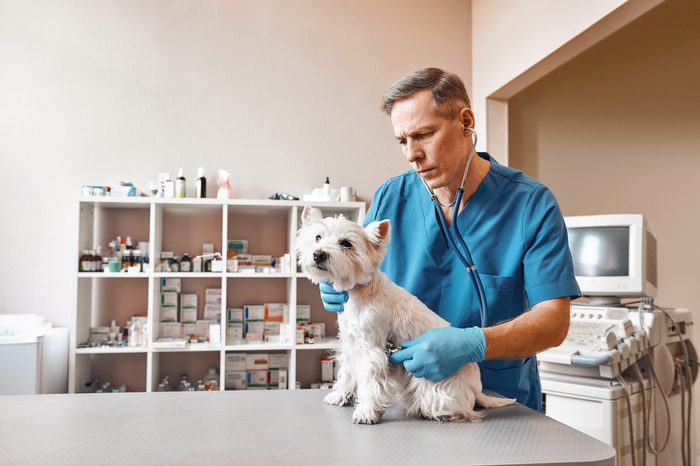 Full check up. Male veterinarian in work uniform listening to the breath of a small cute dog with a phonendoscope in veterinary clinic.