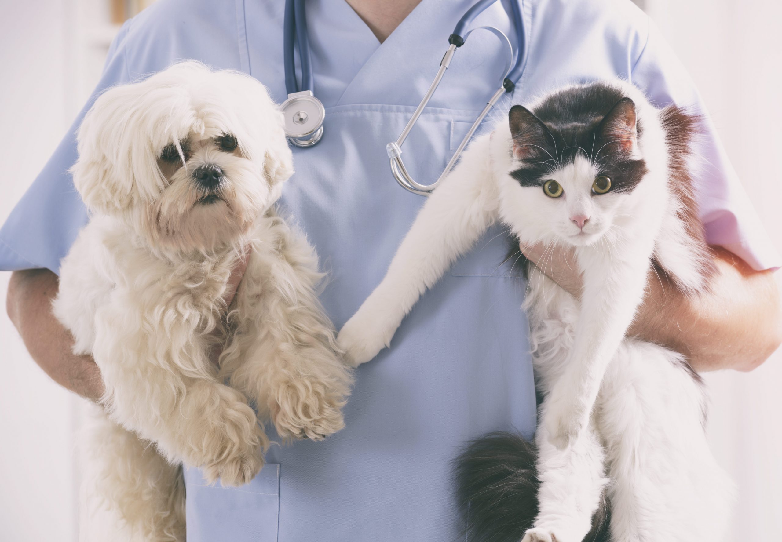 13 Signs You Need to Switch Veterinarians