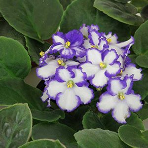 Purple-edged white flowers bloom among lush green leaves, creating a vibrant display of natural beauty.