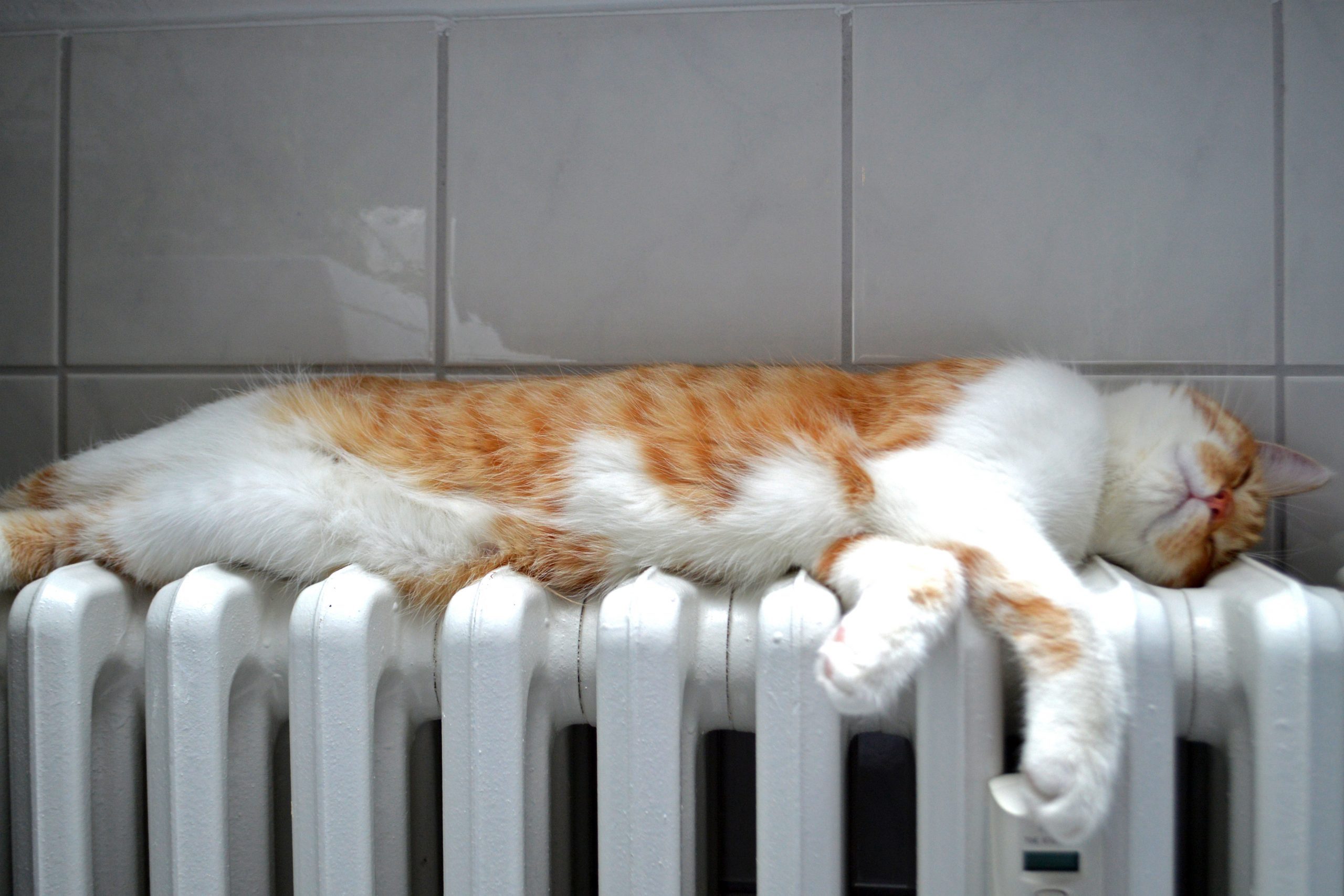 A beautiful red and white cat sleeping on a heater in the bathroom