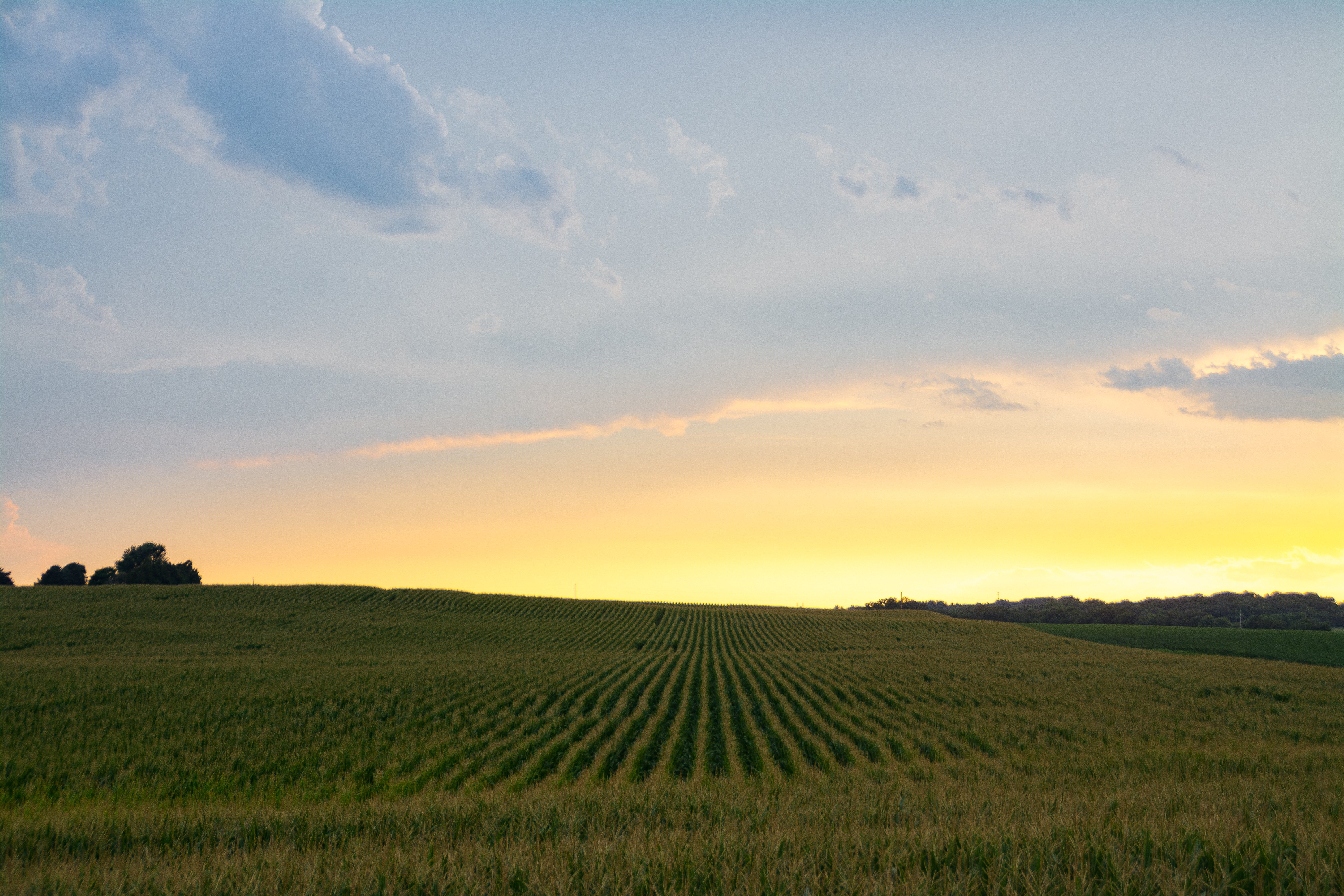 Rows of corn stretch across a gently rolling field, under a colorful sunset sky with scattered clouds.