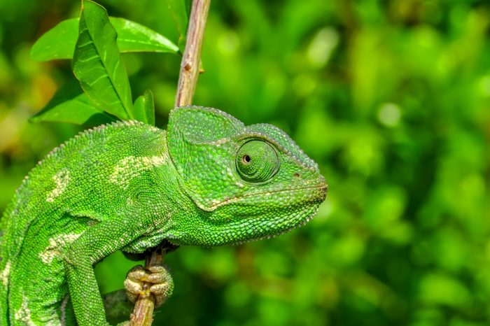 Beautiful green chameleon - Stock Image