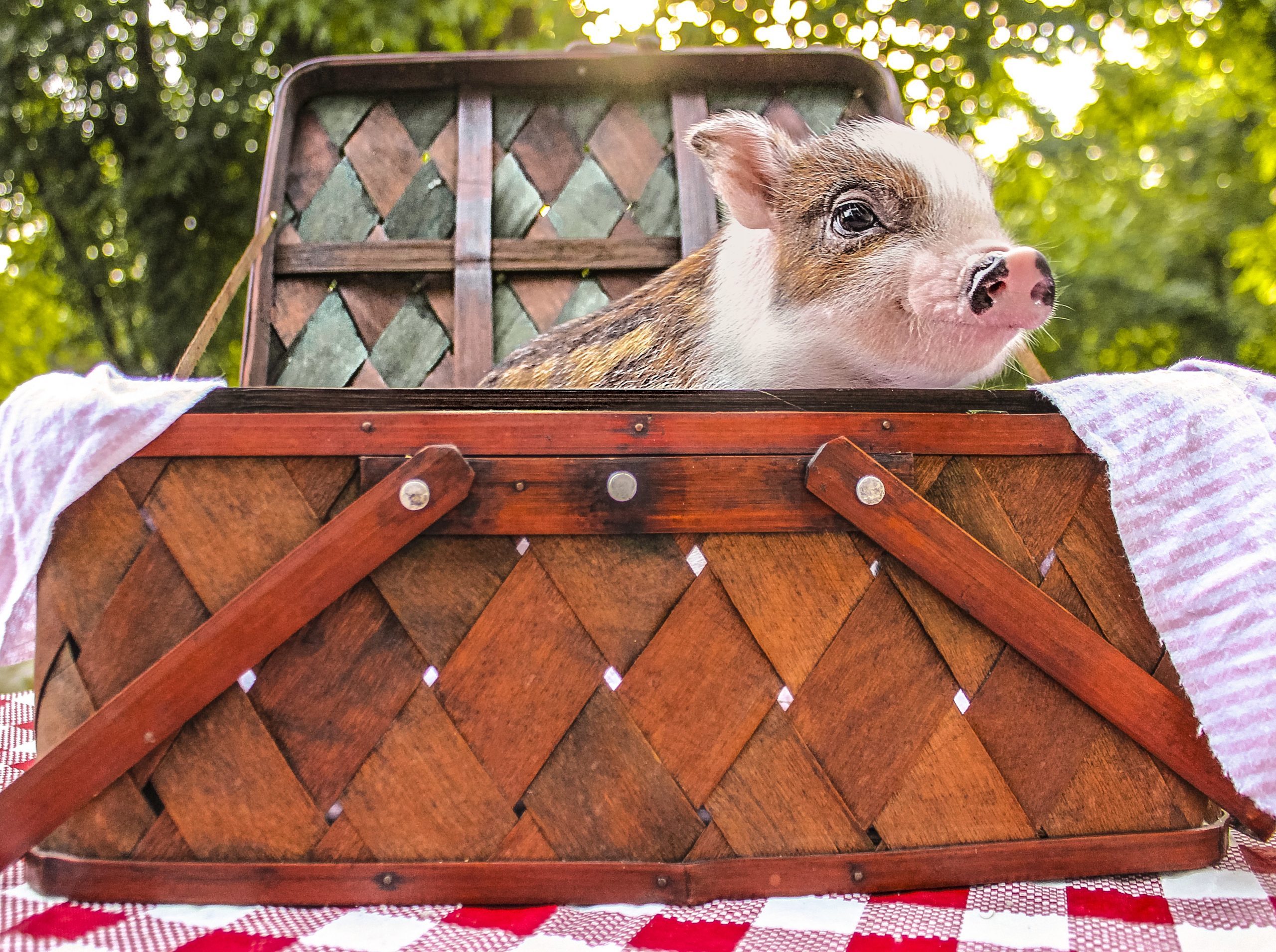 a small pigs pops out of a picnic basket