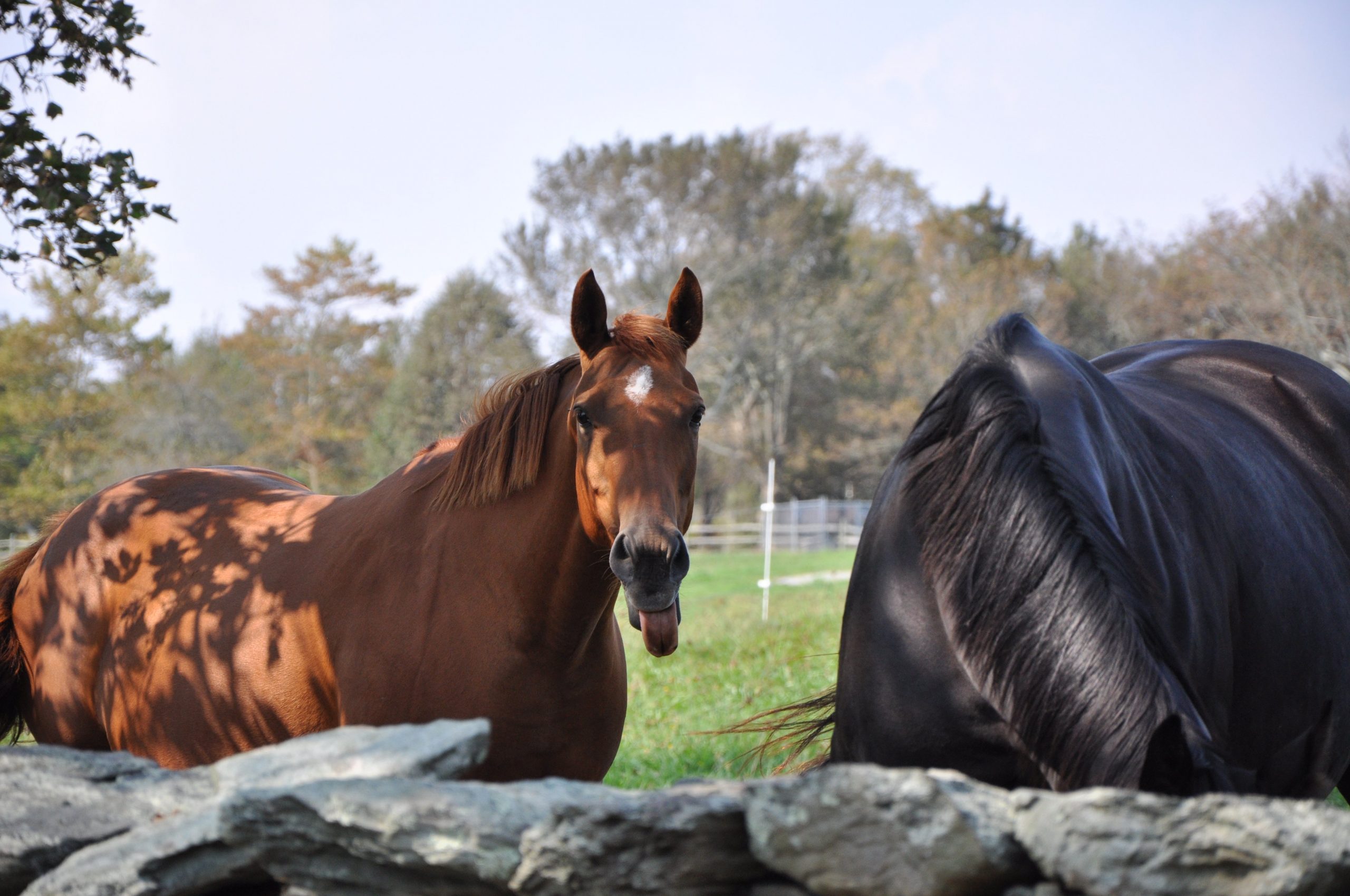horse sticks his tongue out