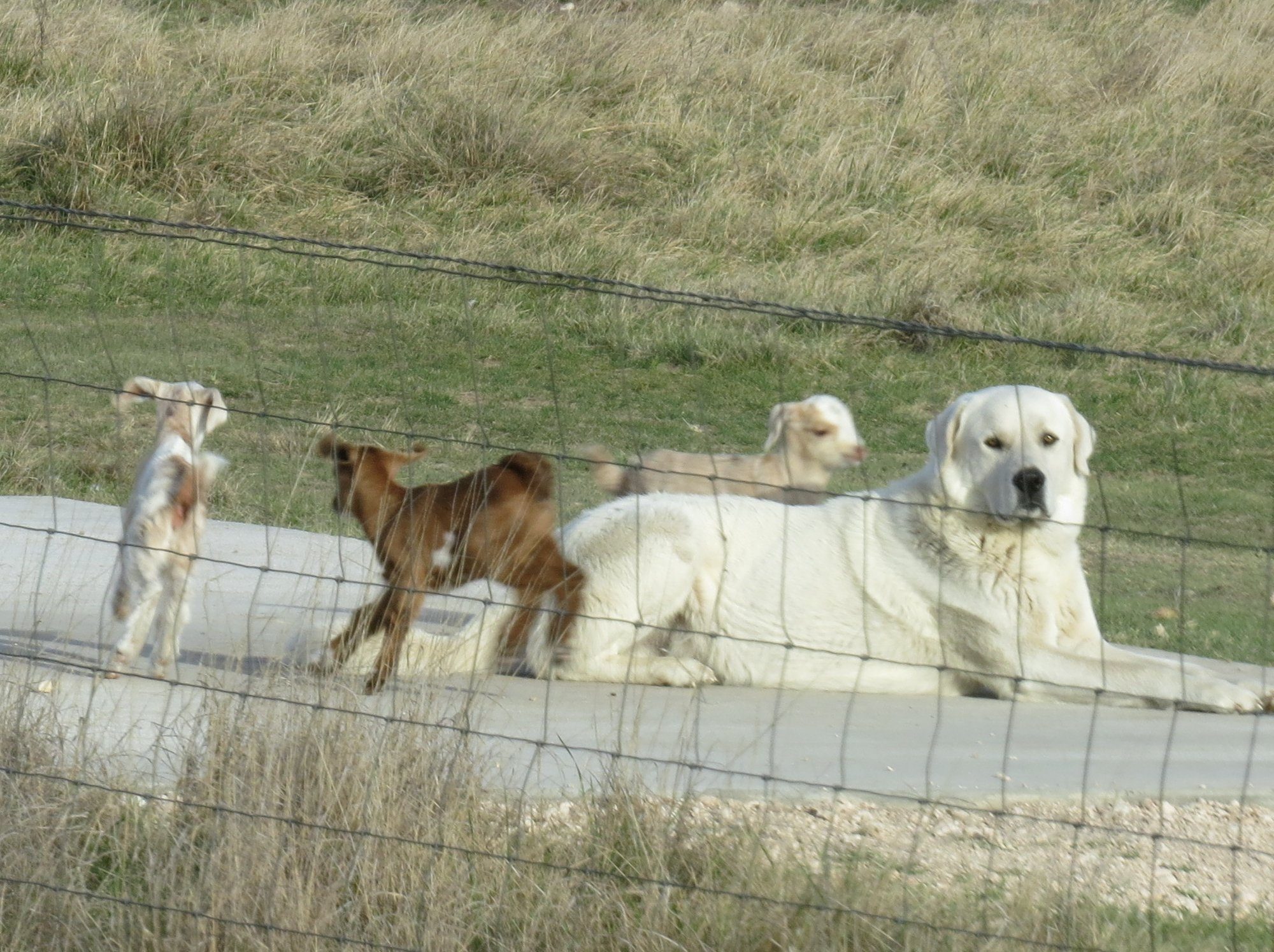 a dog lays down while three baby goats run around him