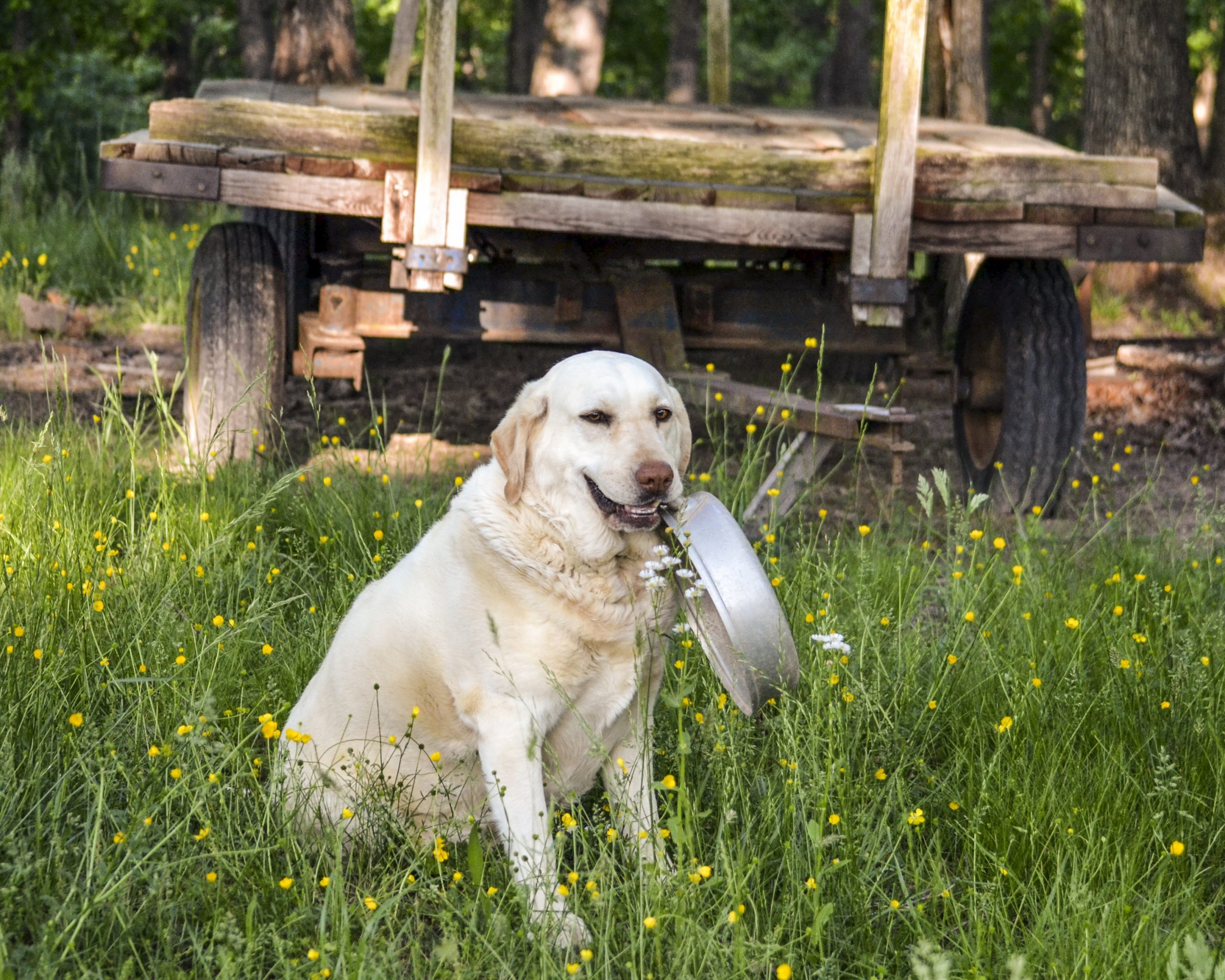 a dog holds his food dish sitting in the grass
