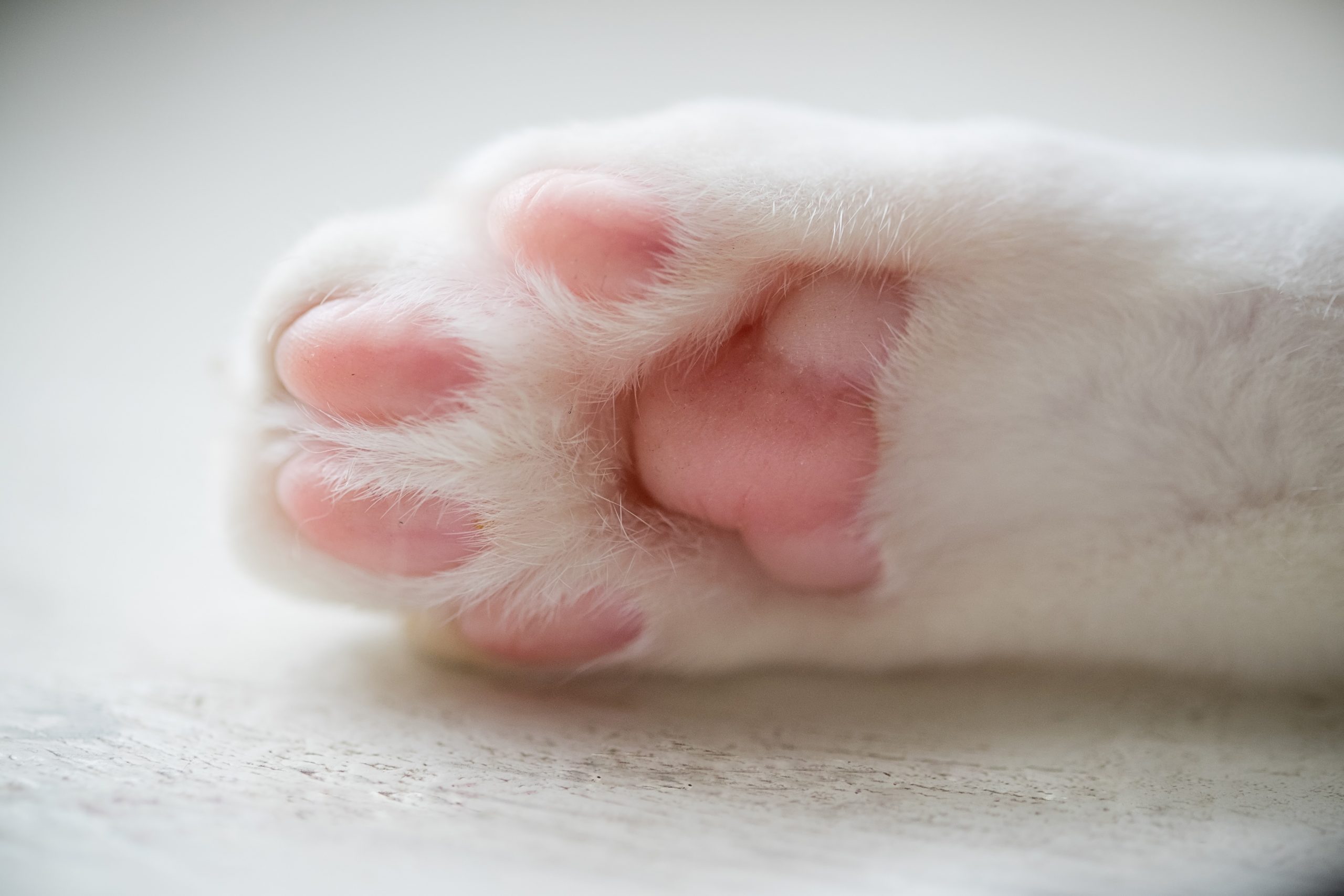 Closeup shot of the cat's paws