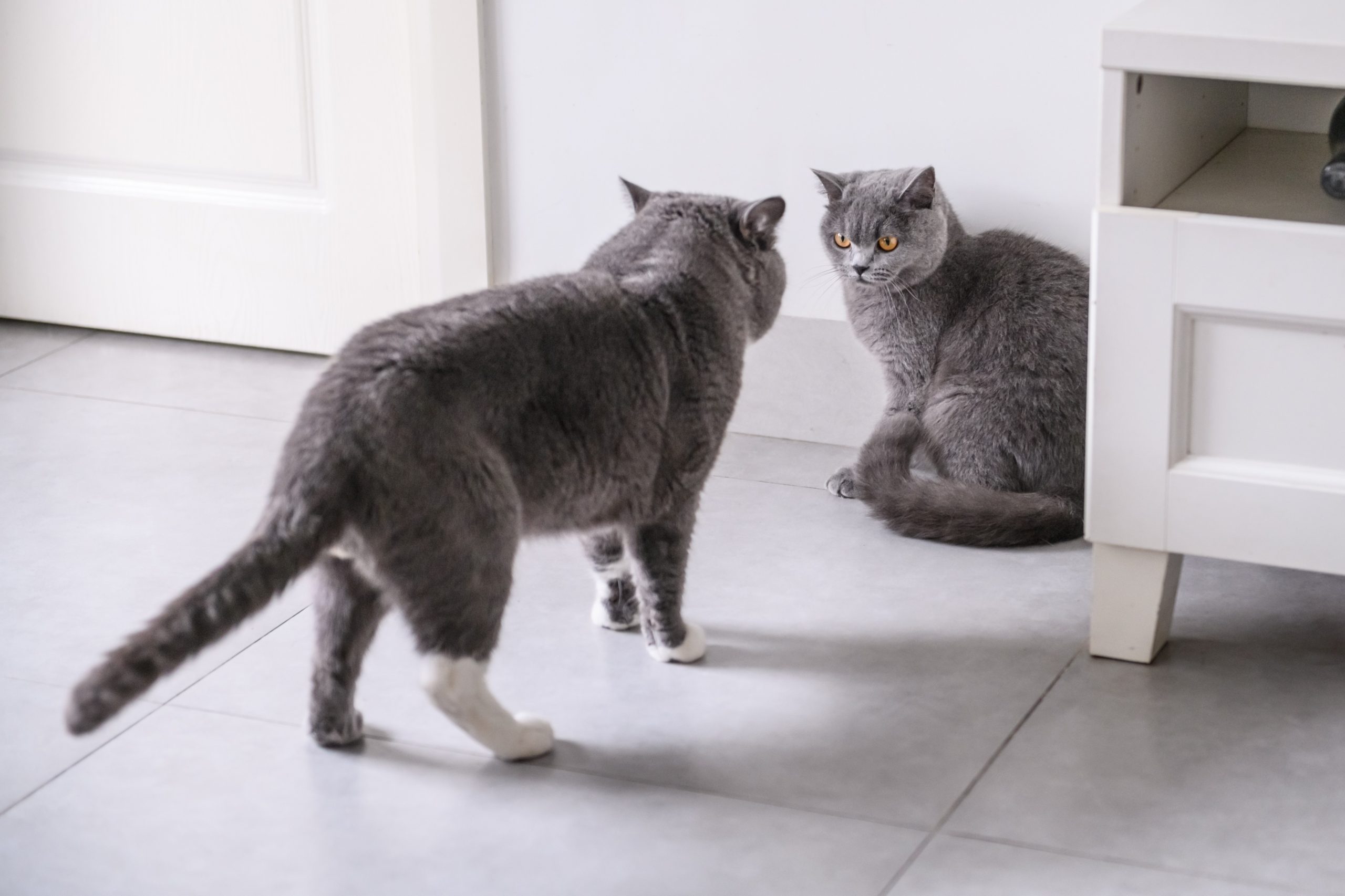 Cute British short hair cat, shot indoors