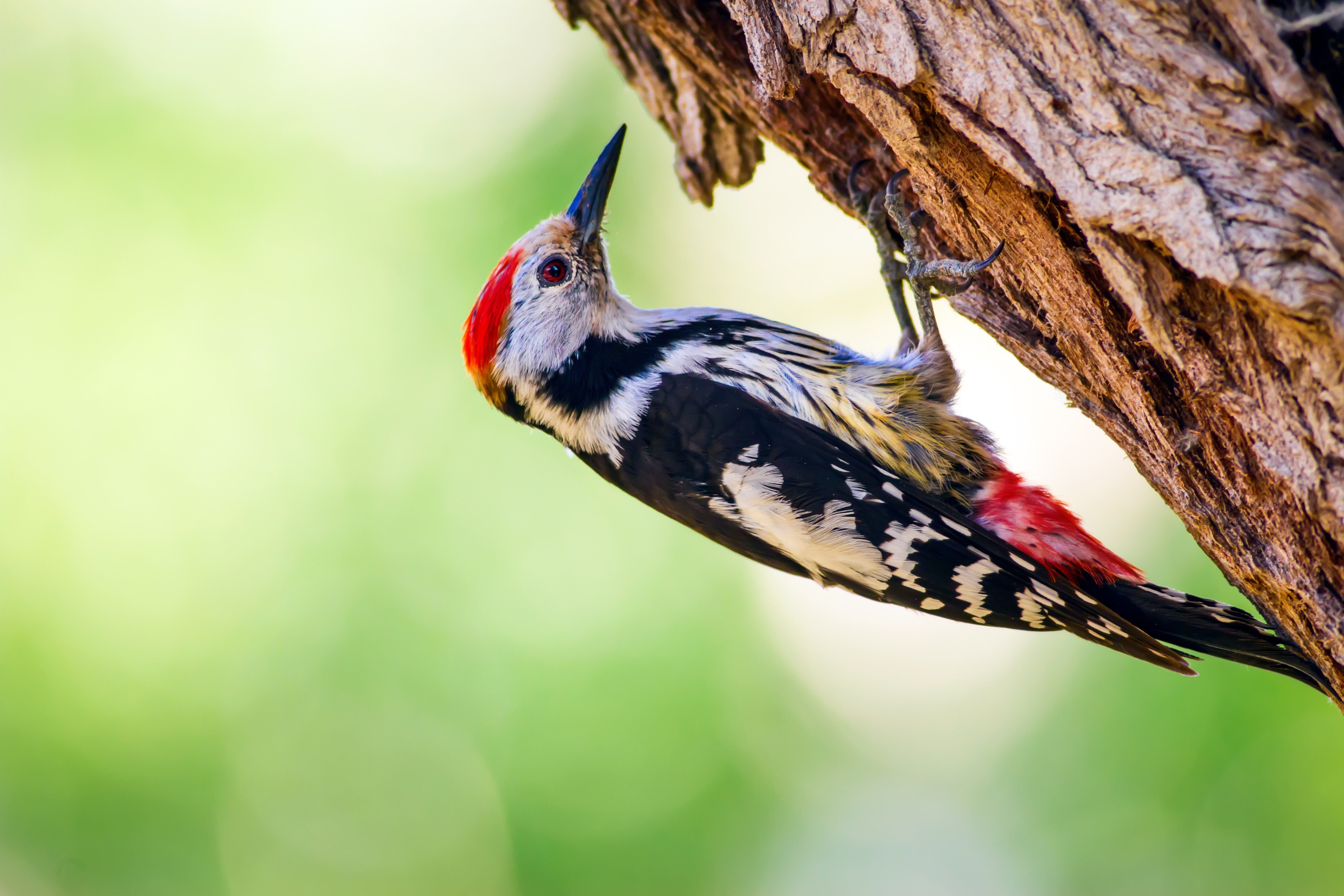 Woodpecker clings to tree trunk, head tilted upward, surrounded by a blurred green background.