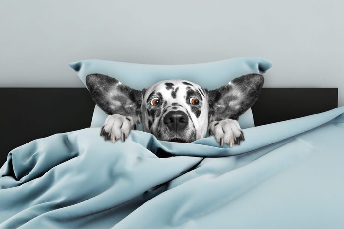 Cute dog sleeping and afraid of something