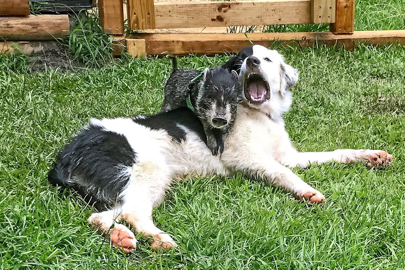 dog and piglet play in the grass