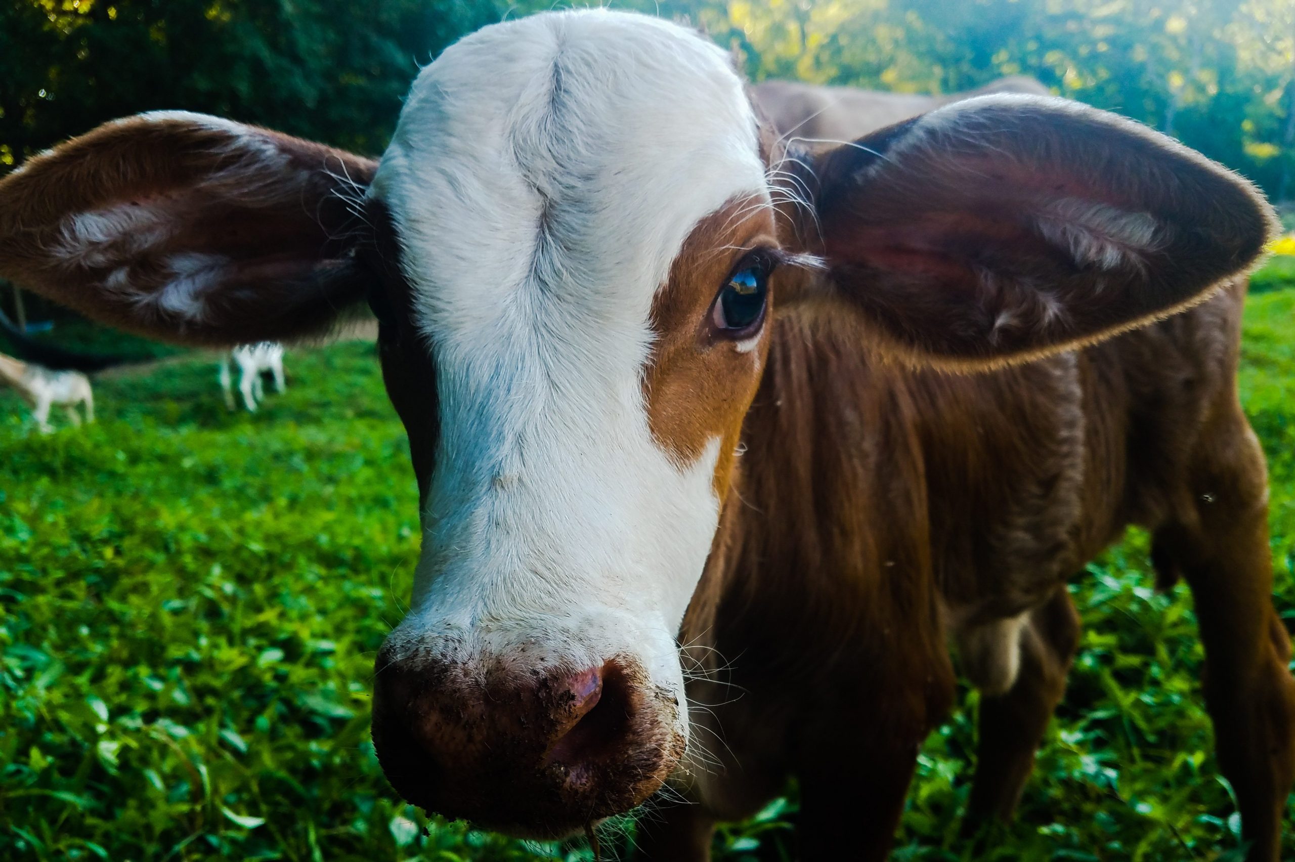 young cow close up with big ears
