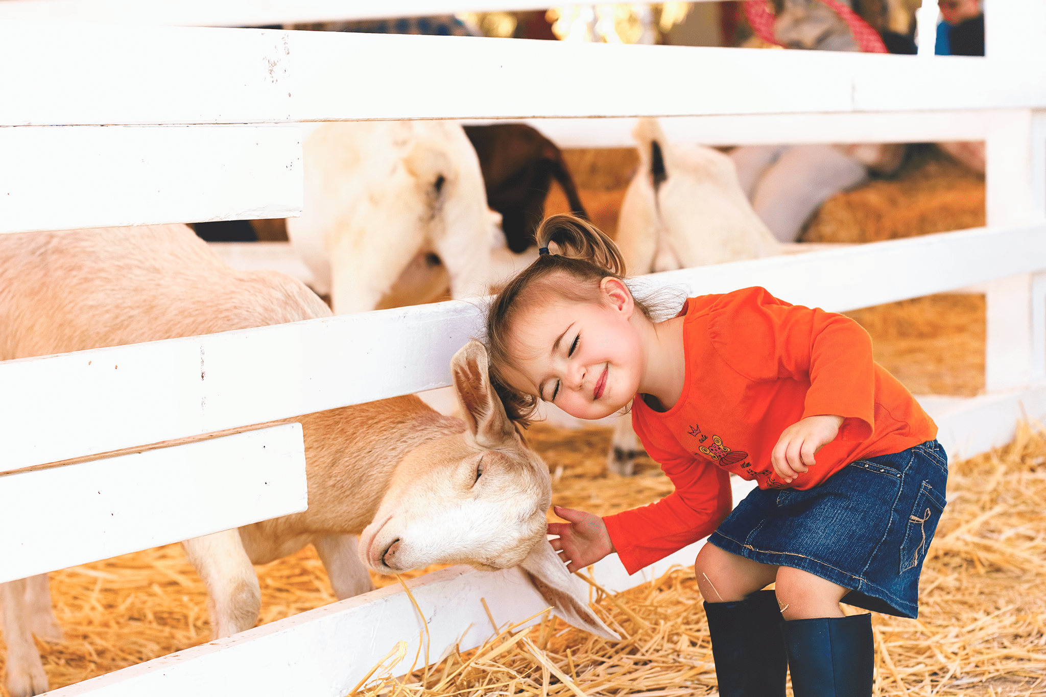 little girl bonding through the fence with a sheep