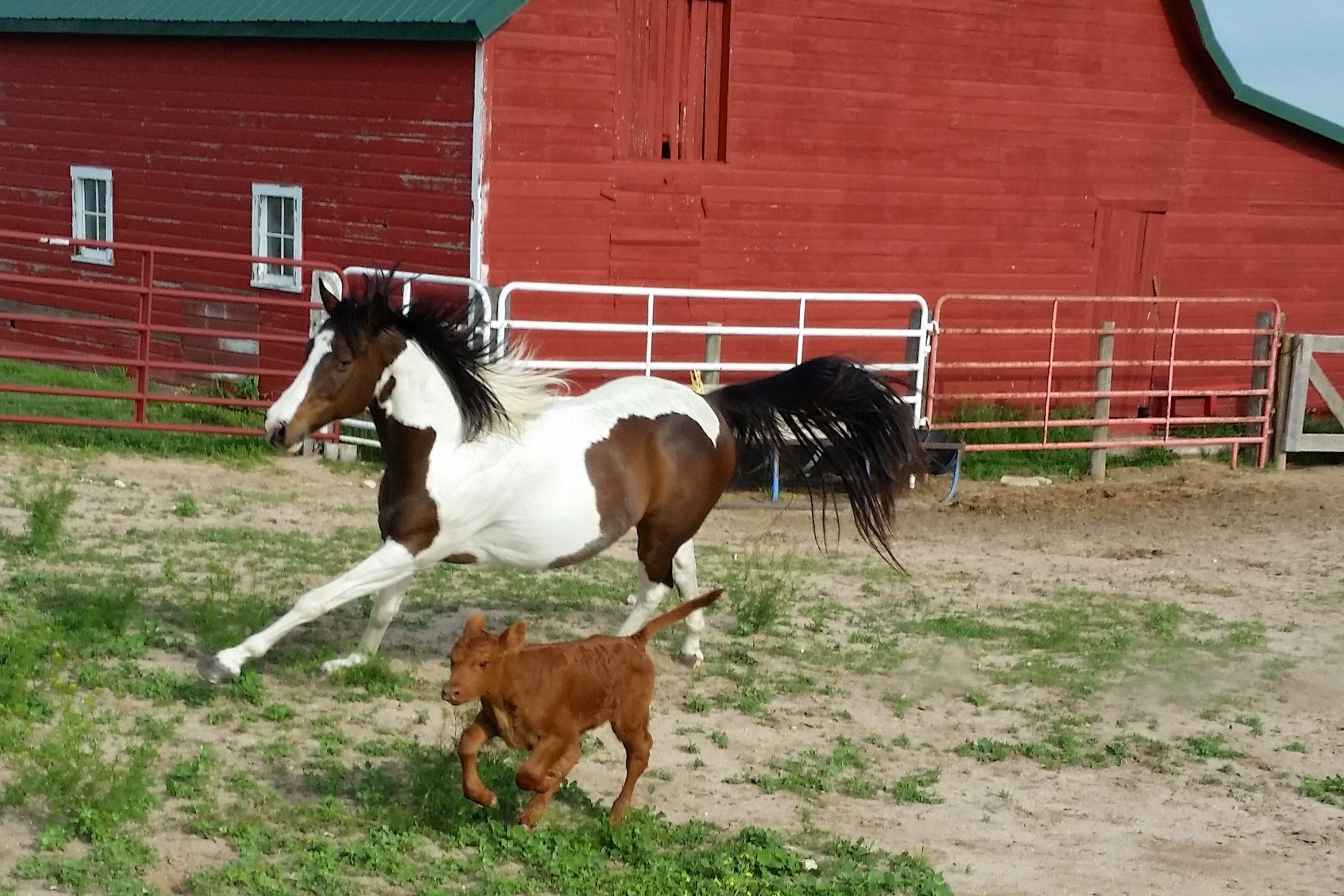 horse and small calf run together in an encolsure on a farm