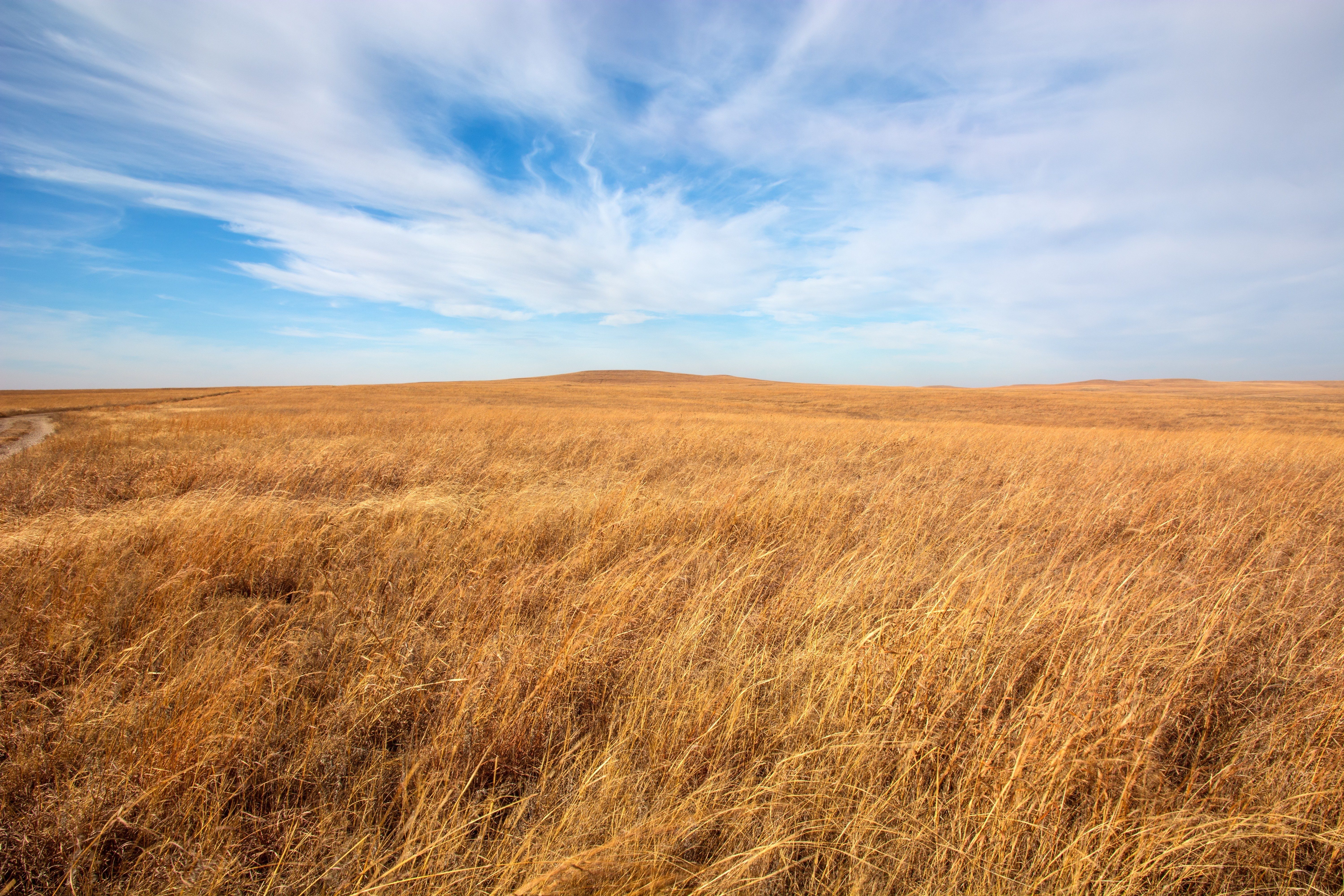 Golden grass sways gently across a vast open prairie under a clear, blue sky with wispy clouds.