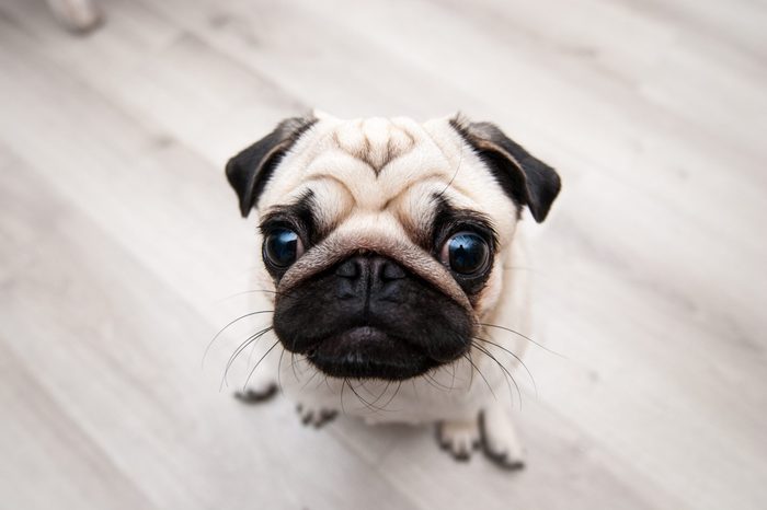 Funny dog of the pug breed. Photographed with fisheye lens