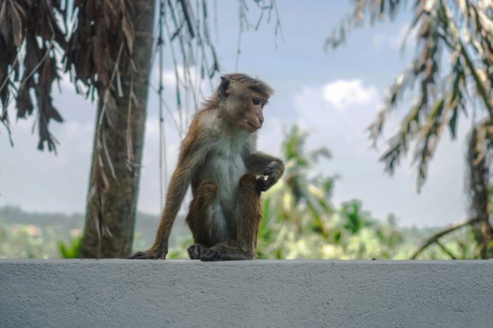 Funny wild monkey in the nature of Asia. Types of Sri Lanka. Tourist routes of tropical fauna. Stock photo