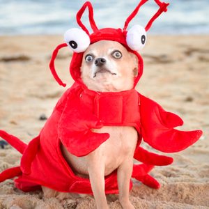 Dog wears a red lobster costume, sitting on sandy beach with blurred ocean in the background.