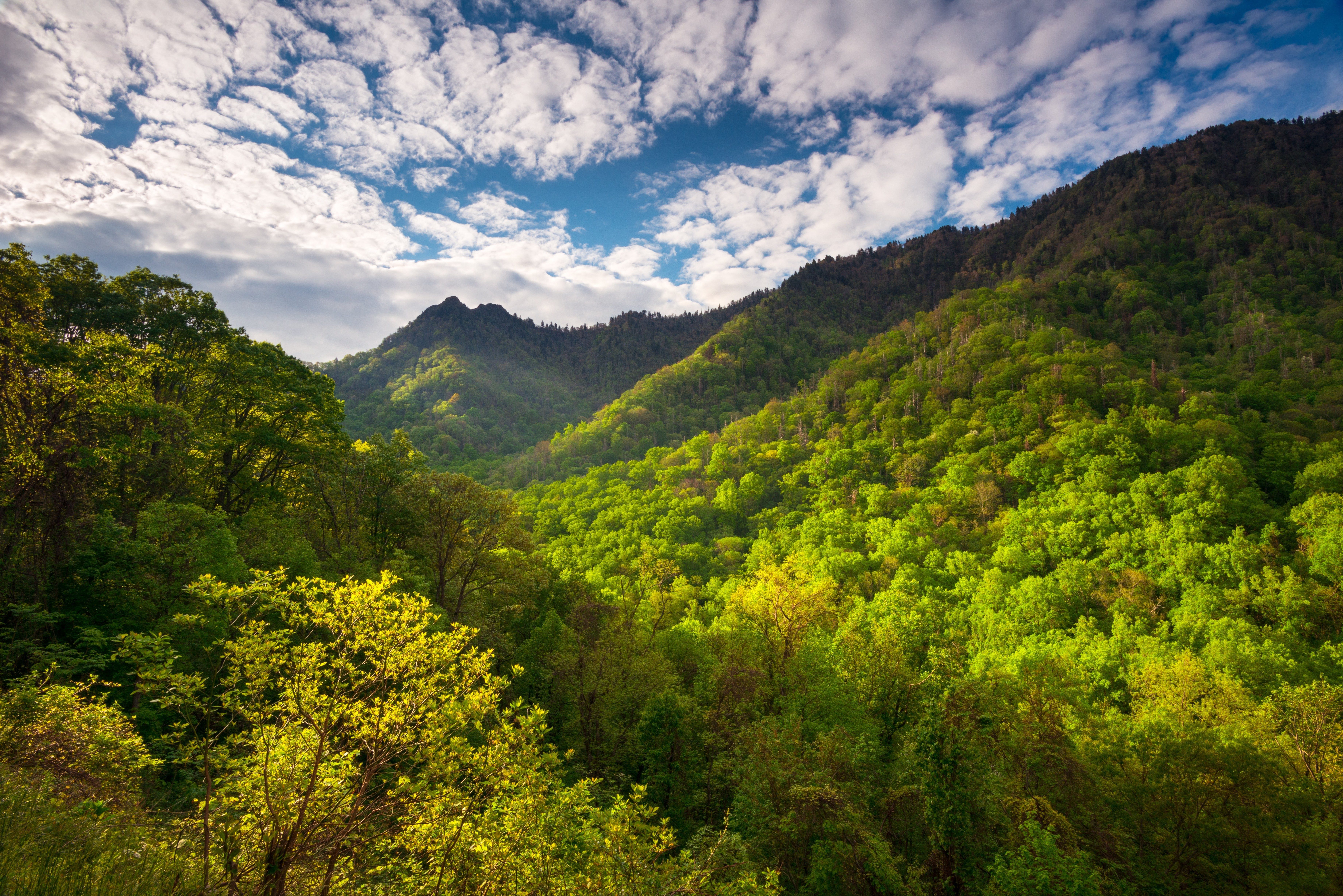 Lush green forest covering rolling hills, illuminated by sunlight, beneath a partially cloudy blue sky.