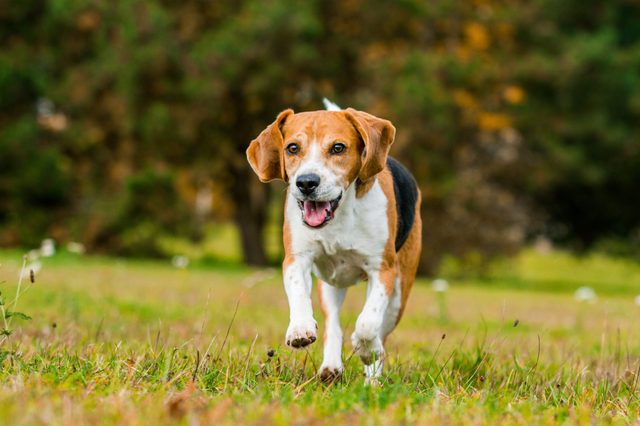 A beagle runs energetically through a grassy field, surrounded by blurred trees and soft sunlight.