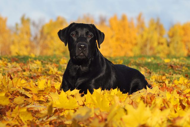 A black dog rests on a vibrant carpet of yellow autumn leaves, surrounded by distant trees under a clear sky.