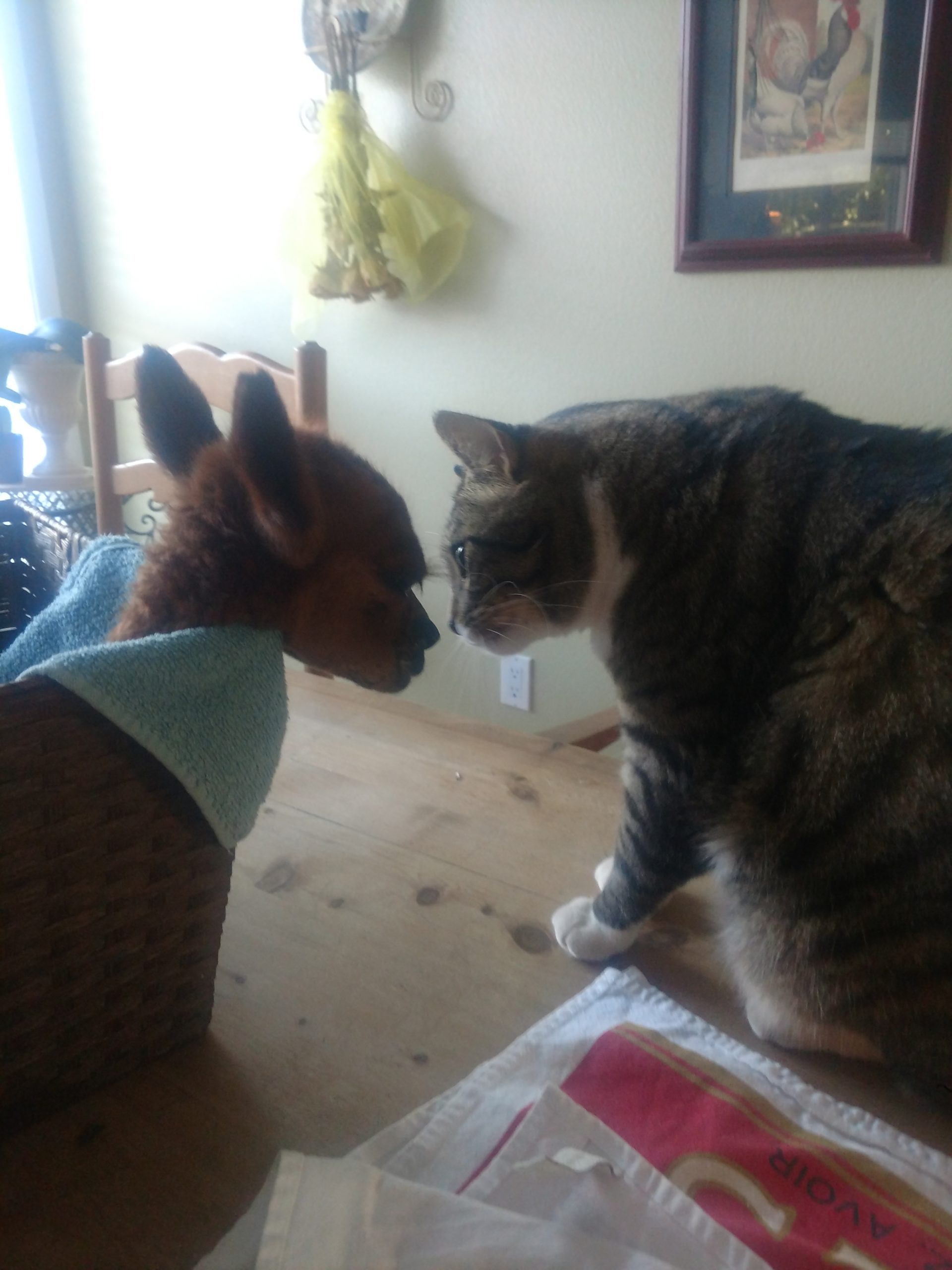 a cat hesitantly sniffs a baby alpaca in a basket on the dining room table