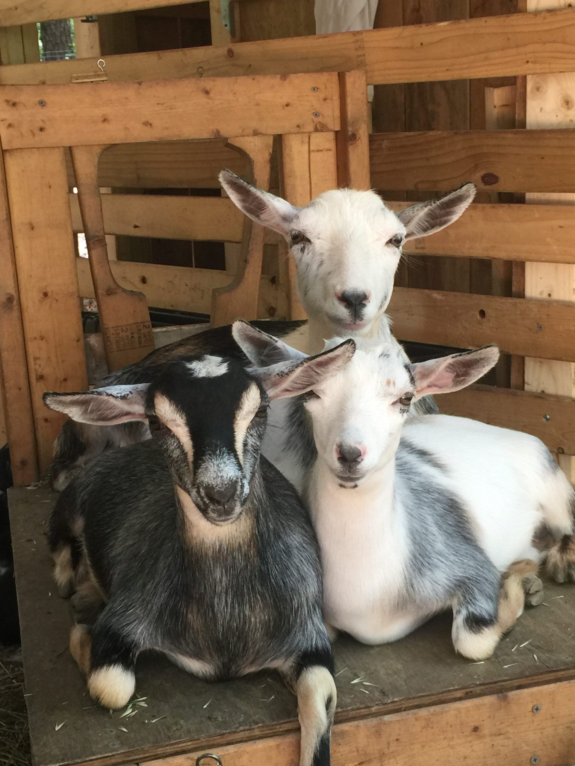 three goats sitting close together on a wooden platform
