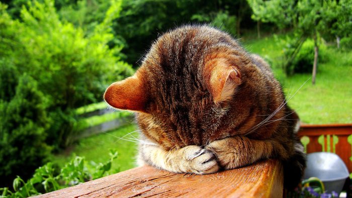 Sleeping funny cat