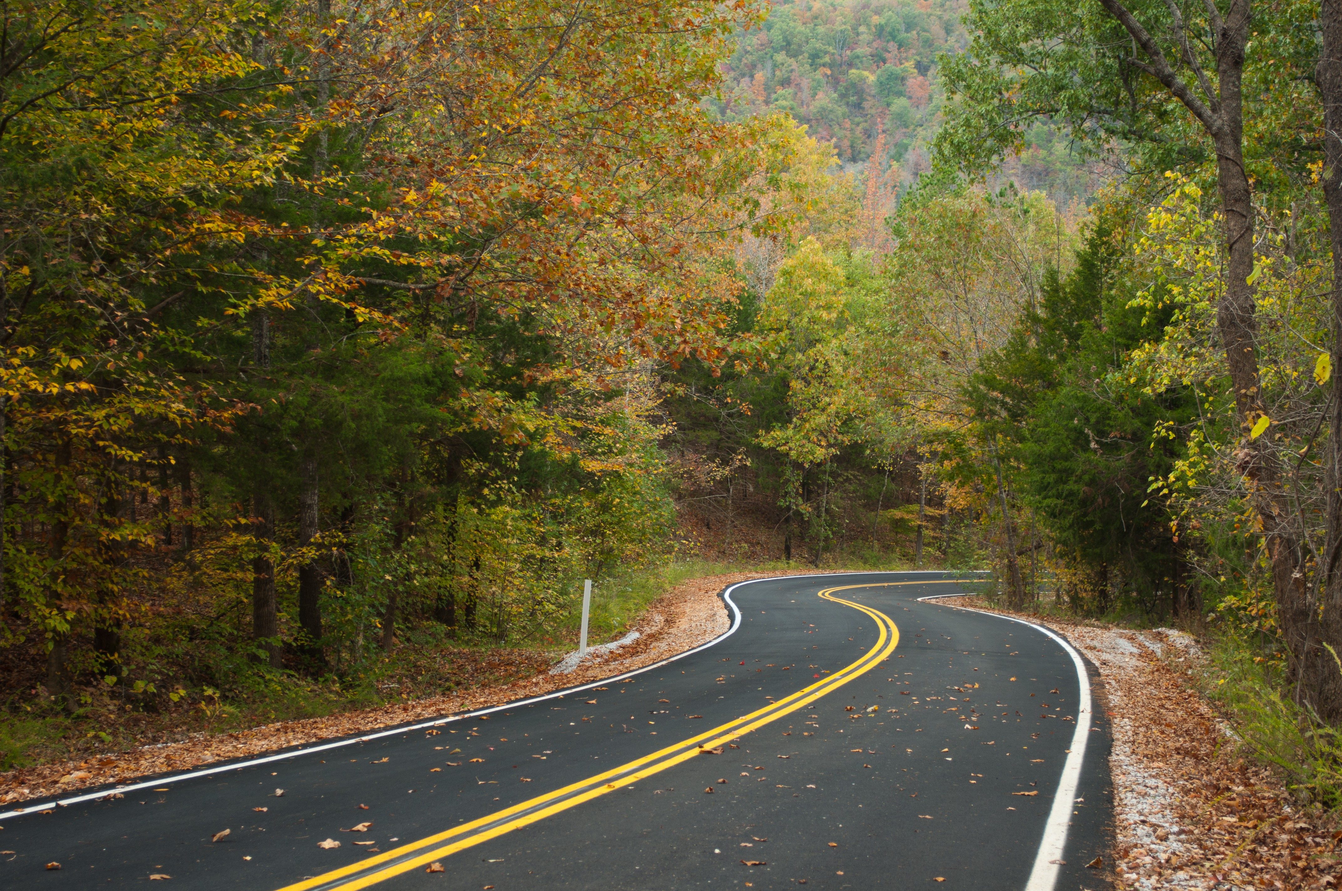 Curving road winds through forest with autumn leaves scattered, bordered by dense trees displaying orange, yellow, and green foliage.