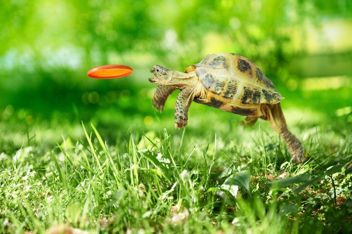 Turtle jumps and catches the frisbee
