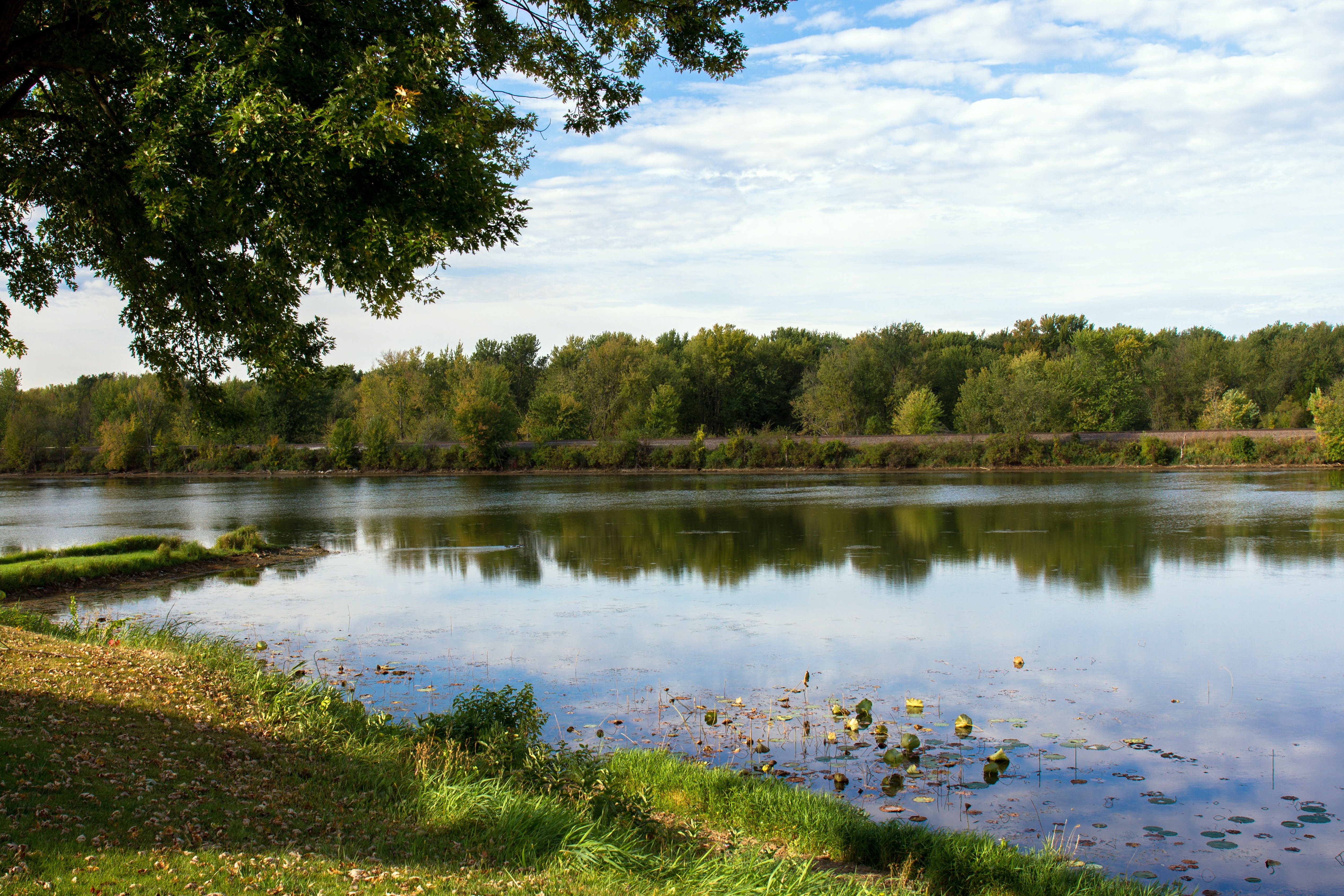Tree branches hang over a reflective pond, surrounded by lush greenery and forest, under a partly cloudy sky.