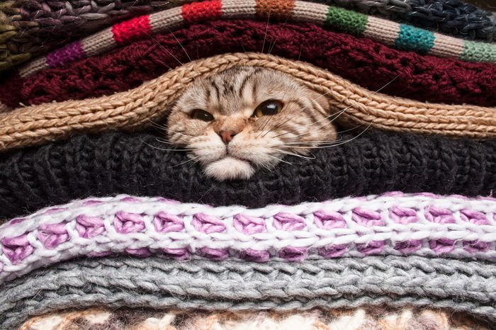 angry cat is preparing for winter, wrapped up in a pile of woolen clothes