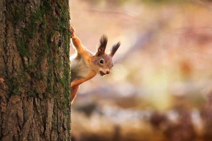 animal red-haired funny squirrel in the autumn Park Peeps out of the tree trunk on the background of bright yellow foliage with a nut in his teeth