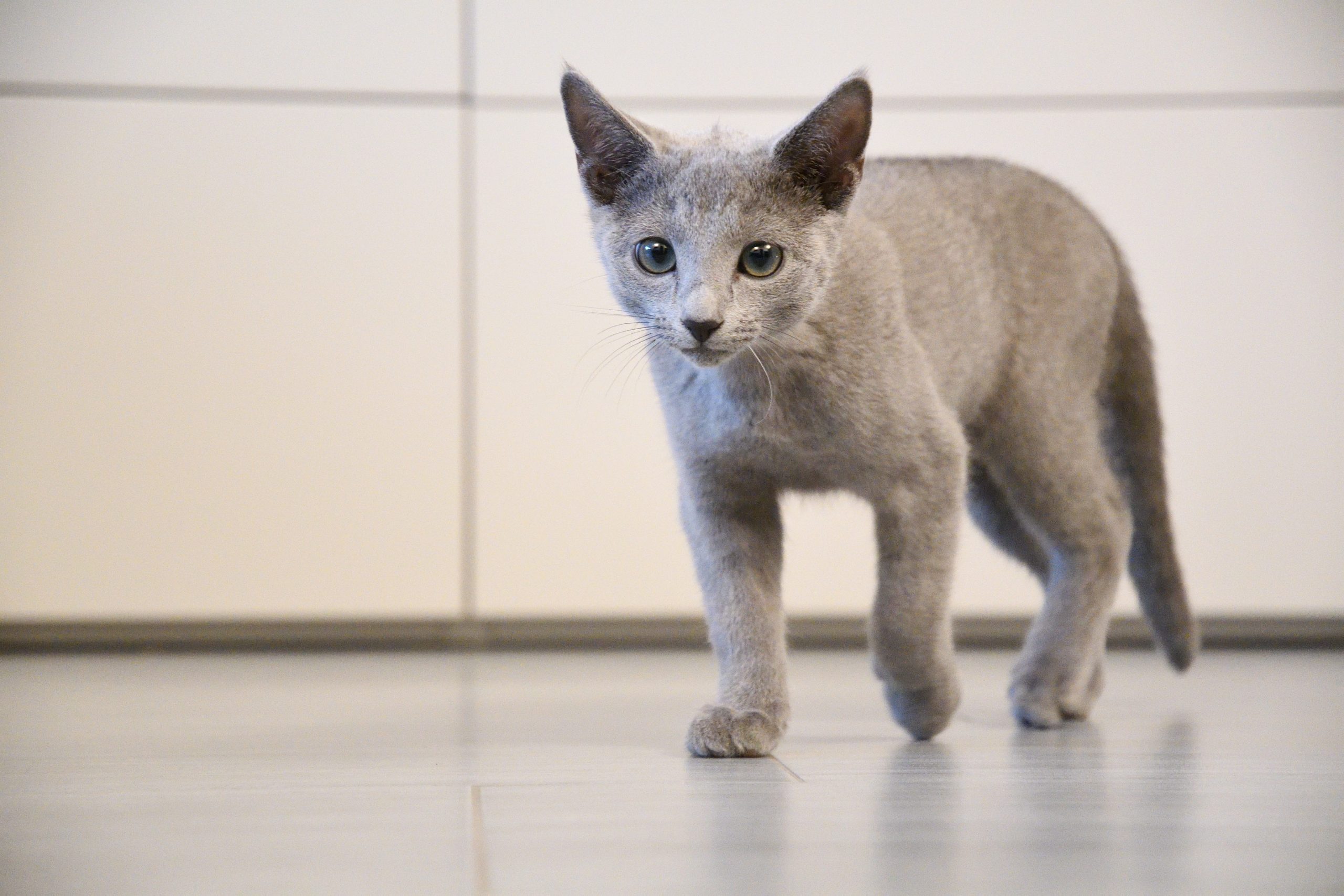 cute grey puppy blue russian cat with green and blue eyes and big ears on grey floor and white and grey background walking ahead and looking with white and grey background 