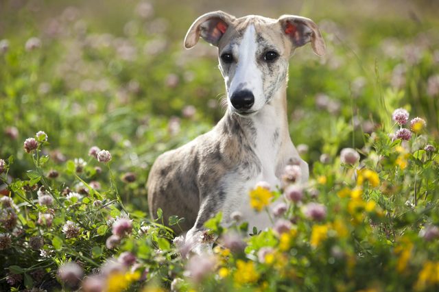 A dog sits peacefully in a field of wildflowers, surrounded by greenery and colorful blossoms.