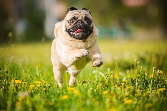 A pug happily runs through a grassy field, surrounded by small yellow flowers and sunshine.