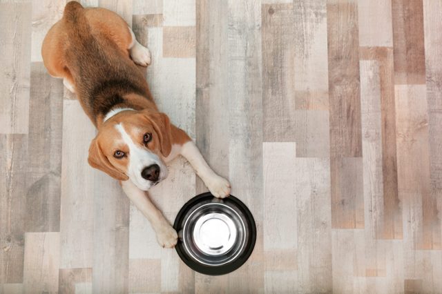 Dog holding a metal bowl, looking upward on a wooden floor.