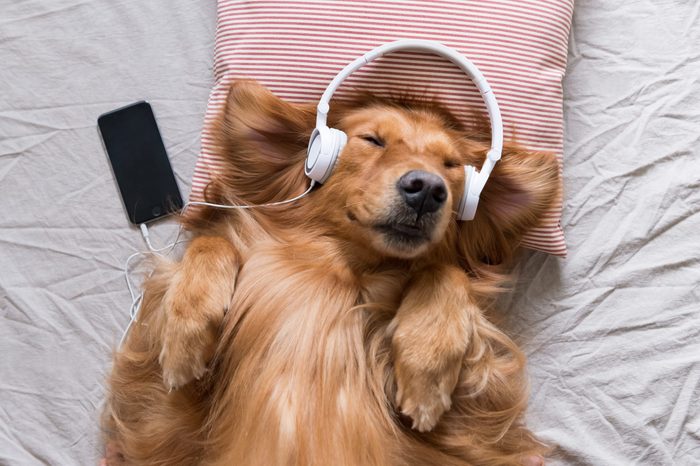 The Golden Retriever wearing headphones listening to music