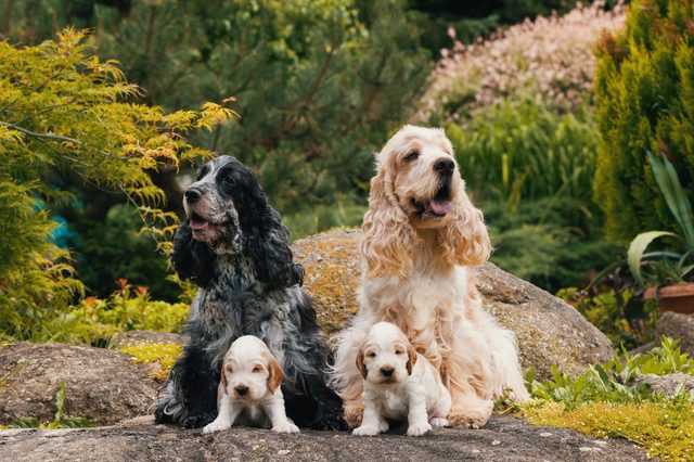 Two adult Spaniels and two puppies sit on rocks in a lush, green garden setting.