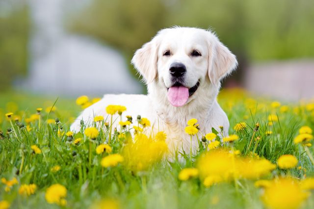 A white dog sits in a field surrounded by vibrant yellow dandelions, with a blurred green background.