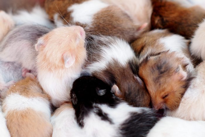 group of many young hamster mouses white brown and black color sleeping together for sale in a pet shop in THAILAND
