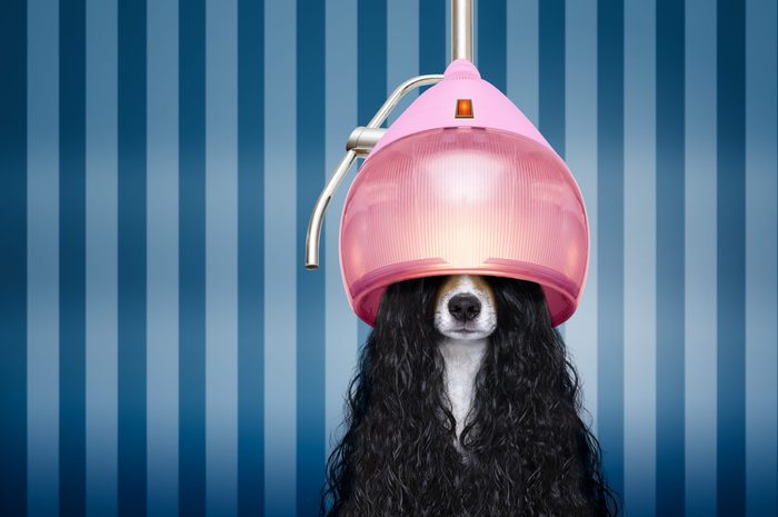 jack russell dog at the hairdressers with long curly hair wig , in beauty salon