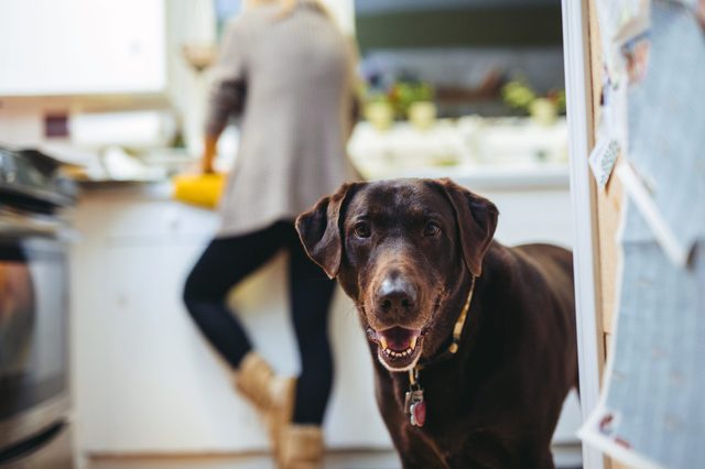 A chocolate Labrador stands in a kitchen, looking forward, while a person is busy in the background, possibly preparing something.
