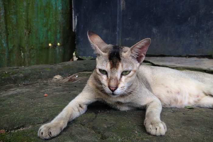 nice cat, funny cat Let these stock photos of background textures