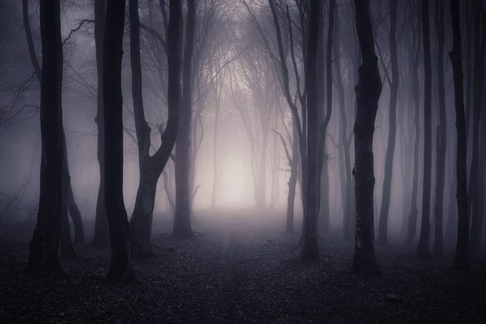 path through a dark forest at night