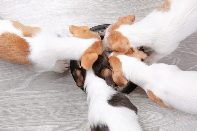 Four puppies eat from a black bowl on a light wooden floor.